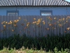 licht